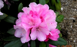 Schneewittchen - Różanecznik jakuszimański - Schneewittchen - Rhododendron yakushimanum