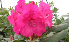 Andantino - Rhododendron Hybride - Andantino - Rhododendron hybridum