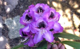 Bariton - Rhododendron Hybride - Bariton - Rhododendron hybridum