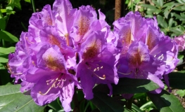 Blutopia - różanecznik wielkokwiatowy - Blutopia - Rhododendron hybridum