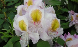 Mrs Anthony Waterer - Рододендрон гибридный - Mrs Anthony Waterer - Rhododendron hybridum