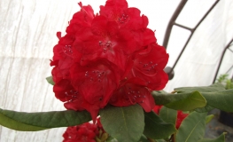 Busuki - różanecznik wielkokwiatowy - Busuki - Rhododendron hybridum