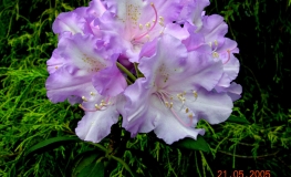 Caroline Allbrook - Rhododendron yakushimanum - Caroline Allbrook - Rhododendron yakushimanum