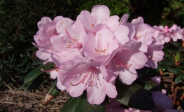 Winterpurpur - Рододендрон гибридный - Winterpurpur - Rhododendron hybridum