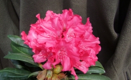 Astrid - Różanecznik jakuszimański - Astrid - Rhododendron yakushimanum