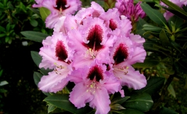 Kabarett - różanecznik wielkokwiatowy - Kabarett - Rhododendron hybridum