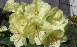 Goldinetta - Rhododendron hybrid - Goldinetta - Rhododendron hybridum