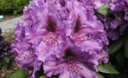 Azurro - Rhododendron hybrid - Azurro - Rhododendron hybridum