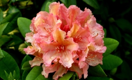 Brasilia - wardii-hybr. - różanecznik wielkokwiatowy - Brasilia - wardii-hybr. - Rhododendron hybridum