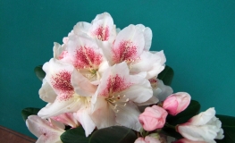 Mikado - Рододендрон гибридный - Mikado - Rhododendron hybridum