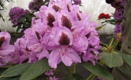 Peter Alan - różanecznik wielkokwiatowy - Peter Alan - Rhododendron hybridum