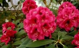 Mieszko I - różanecznik wielkokwiatowy - Mieszko I - Rhododendron hybridum