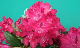 Zygmunt III Waza ROYAL CRIMSON PBR - Рододендрон гибридный - Zygmunt III Waza ROYAL CRIMSON PBR - Rhododendron hybridum