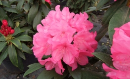 Królowa Bona ROYAL CANDY - Рододендрон гибридный - Królowa Bona ROYAL CANDY - Rhododendron hybridum