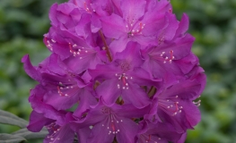 Bolesław Chrobry ROYAL LILAC PBR - różanecznik wielkokwiatowy - Bolesław Chrobry ROYAL LILAC PBR - Rhododendron hybridum