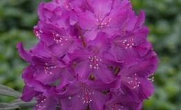 Bolesław Chrobry ROYAL LILAC PBR - Rhododendron Hybride - Bolesław Chrobry ROYAL LILAC PBR - Rhododendron hybridum