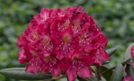 Kazimierz Wielki ROYAL SCARLET - Rhododendron Hybride - Kazimierz Wielki ROYAL SCARLET - Rhododendron hybridum