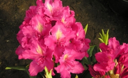 Jan III Sobieski ROYAL AMARANTH - Рододендрон гибридный - Jan III Sobieski ROYAL AMARANTH - Rhododendron hybridum