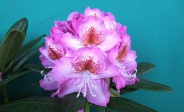 Kazimierz Odnowiciel ROYAL VIOLET PBR - Рододендрон гибридный - Kazimierz Odnowiciel ROYAL VIOLET PBR - Rhododendron hybridum