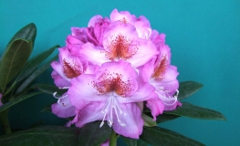 Kazimierz Odnowiciel ROYAL VIOLET PBR - Rhododendron hybrid - Kazimierz Odnowiciel ROYAL VIOLET PBR - Rhododendron hybridum