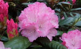 Władysław Łokietek ROYAL ROSY PBR - różanecznik jakuszimański - Rhododendron yakushimanum 'Władysław Łokietek Roual Rosy' PBR ROYAL ROSY