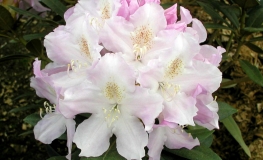 Hoppy - różanecznik  jakuszimański - Hoppy - Rhododendron yakushimanum