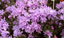 Buchlovice lapponicum - Rhododendron ;Rhododendron Dwarf Hybrids - Buchlovice lapponicum - Rhododendron