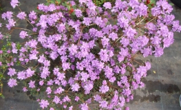 impeditum xhybrydum - Różanecznik miniaturowy, różanecznik gęsty - impeditum xhybrydum - Rhododendron impeditum