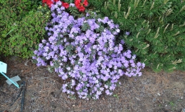 Coralium - Kissen-Rhododendron - Coralium - Rhododendron impeditum