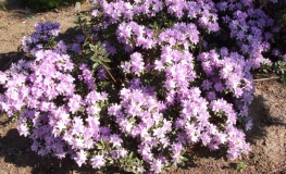 Blue Silver - Rhododendron impeditum  ;Rhododendron Dwarf Hybrids - Blue Silver - Rhododendron impeditum