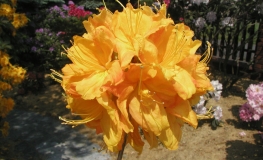 Klondyke - Azalia wielkokwiatowa - Klondyke - Rhododendron (Azalea)