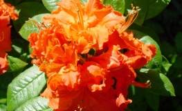 Gibraltar - Azalee - Gibraltar - Rhododendron (Azalea)