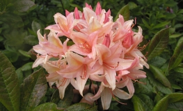 Chanel - Azalia wielkokwiatowa - Chanel - Rhododendron (Azalea)