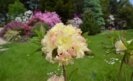 Cannon's Double - Azalia wielokwiatowa - Cannon's Double - Rhododendron (Azalea)