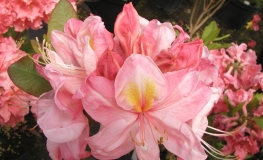 Cecile - Azalia wielkokwiatowa - Cecile - Rhododendron (Azalea)