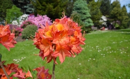 Tunis - Azalia wielkokwiatowa - Tunis - Rhododendron (Azalea)