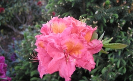 Sarina - Azalee - Sarina - Rhododendron  (Azalea)