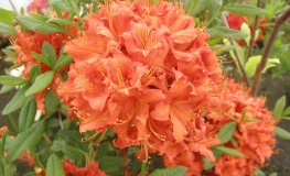 Feuerwerk - Azalea - Feuerwerk - Rhododendron (Azalea)