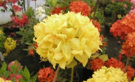 Golden Sunset - Azalia wielkokwiatowa - Golden Sunset - Rhododendron (Azalea)