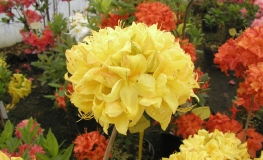 Golden Sunset - Azalea - Golden Sunset - Rhododendron (Azalea)