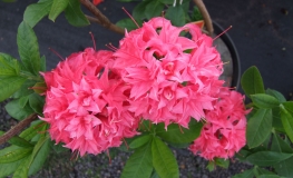 Homebush - Azalia wielkokwiatowa - Homebush - Rhododendron (Azalea)