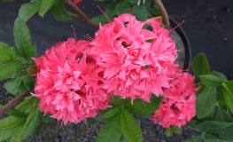 Homebush - Azalee - Homebush - Rhododendron (Azalea)