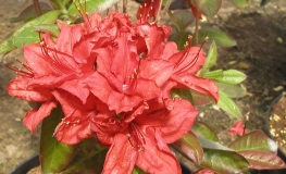 Doloroso - Azalia wielkokwiatowa - Doloroso - Rhododendron (Azalea)