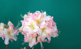 Satomi - Azalia wielkokwiatowa - Satomi - Rhododendron (Azalea)