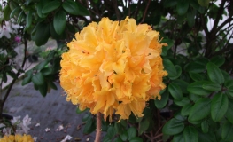 Golden Lights - Azalee - Golden Lights - Rhododendron (Azalea)