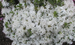 Kermesina Alba - Azalia japońska - Kermesina Alba - Rhododendron