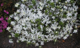 GEISHA WEISS 'Hisako' - Japanese azalea - GEISHA WEISS 'Hisako' - Rhododendron GEISHA WEISS 'Hisako'; Rhododendron 'Geisha Hisako'