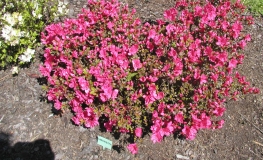 Canzonetta - Japanese azalea - Canzonetta - Rhododendron