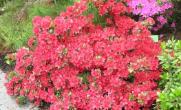 Enzett Red - Japanese azalea - Enzett Red - Rhododendron