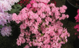 Kermesina Rosé - Azalia japońska - Kermesina Rosé - Rhododendron